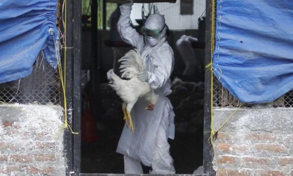 Ολλανδία: Θανάτωση 190.000 πουλερικών λόγω γρίπης των πτηνών